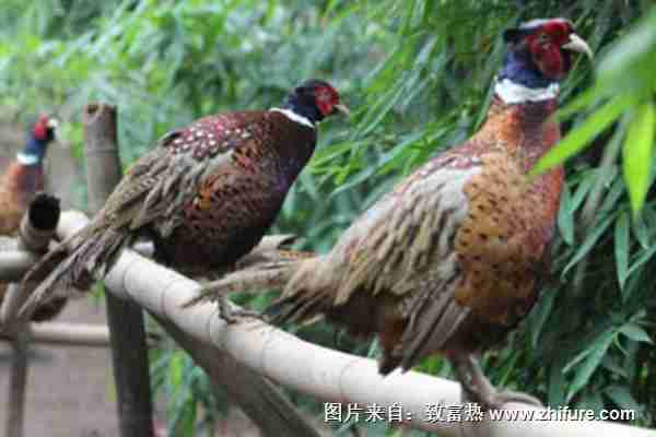 狼山鸡属于什么型鸡?能长多少斤呢(狼山鸡属于什么型鸡?能长多少斤重)